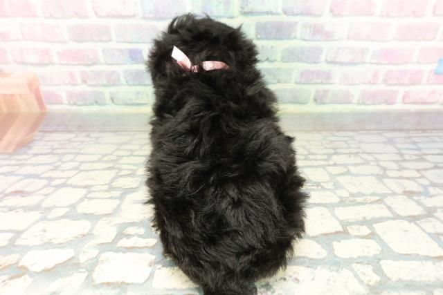 神奈川県のトイプードル(トイ) (Coo&RIKU相模原店/2026年2月23日生まれ/女の子/ブラック)の子犬の4枚目の画像