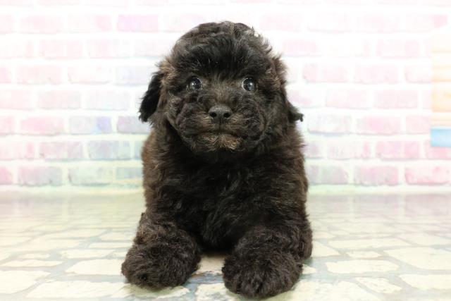 神奈川県のビションプー(ビションフリーゼ×プードル) (Coo&RIKU横浜港南台店/2026年2月26日生まれ/男の子/シルバー)の子犬の1枚目の画像