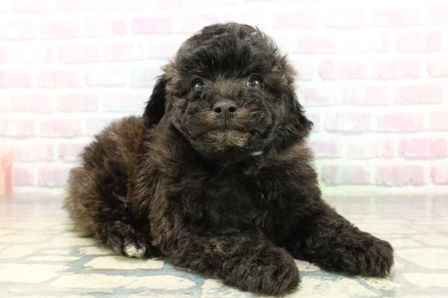 神奈川県のビションプー(ビションフリーゼ×プードル) (Coo&RIKU横浜港南台店/2026年2月26日生まれ/男の子/シルバー)の子犬の3枚目の画像