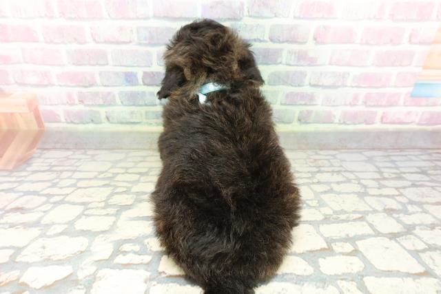 神奈川県のビションプー(ビションフリーゼ×プードル) (Coo&RIKU横浜港南台店/2026年2月26日生まれ/男の子/シルバー)の子犬の4枚目の画像