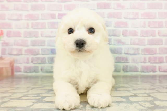 茨城県のビションプー(ビションフリーゼ×プードル) (Coo&RIKU日立店/2026年2月26日生まれ/男の子/クリーム)の子犬の1枚目の画像