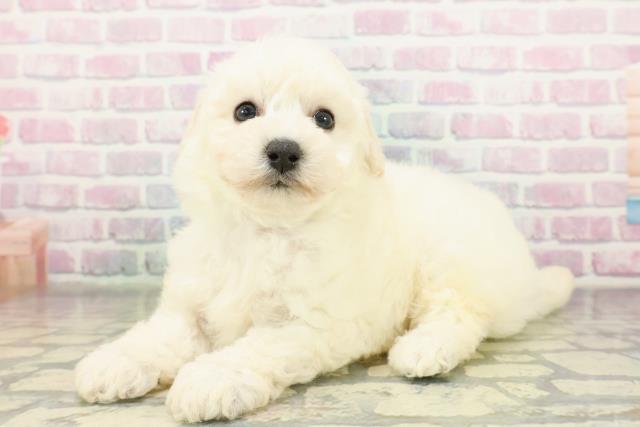 茨城県のビションプー(ビションフリーゼ×プードル) (Coo&RIKU日立店/2026年2月26日生まれ/男の子/クリーム)の子犬の2枚目の画像