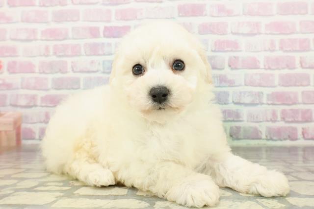 茨城県のビションプー(ビションフリーゼ×プードル) (Coo&RIKU日立店/2026年2月26日生まれ/男の子/クリーム)の子犬の3枚目の画像