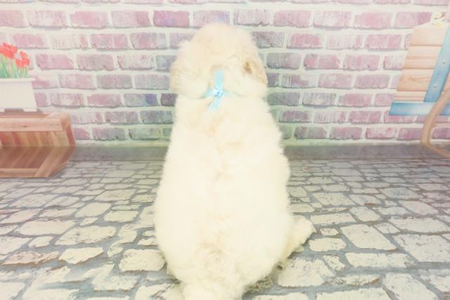 茨城県のビションプー(ビションフリーゼ×プードル) (Coo&RIKU日立店/2026年2月26日生まれ/男の子/クリーム)の子犬の4枚目の画像