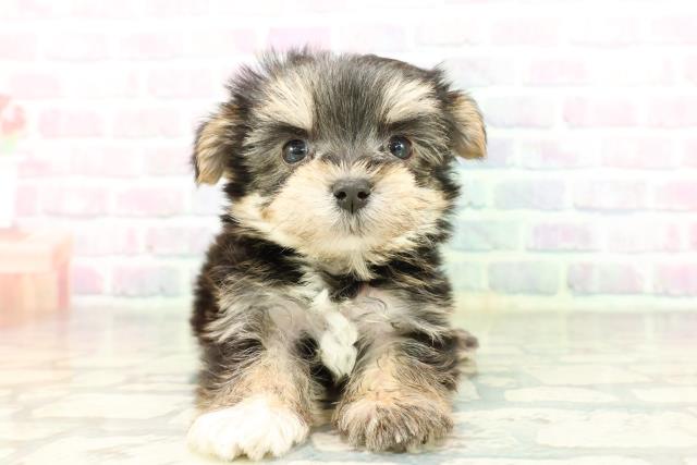 栃木県のマルキー/マルヨーキー(マルチーズ×ヨークシャーテリア) (Coo&RIKU小山店/2026年2月25日生まれ/女の子/ブラックタン)の子犬の1枚目の画像