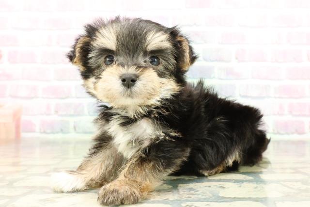 栃木県のマルキー/マルヨーキー(マルチーズ×ヨークシャーテリア) (Coo&RIKU小山店/2026年2月25日生まれ/女の子/ブラックタン)の子犬の2枚目の画像