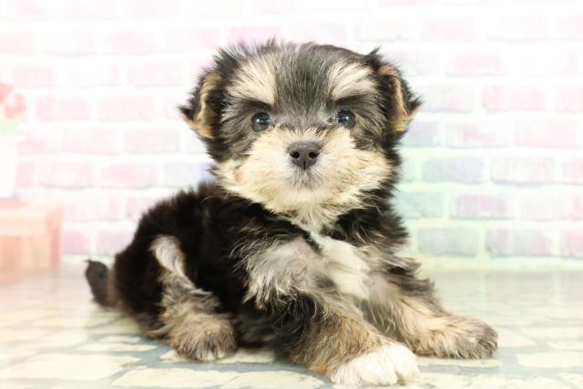 栃木県のマルキー/マルヨーキー(マルチーズ×ヨークシャーテリア) (Coo&RIKU小山店/2026年2月25日生まれ/女の子/ブラックタン)の子犬の3枚目の画像