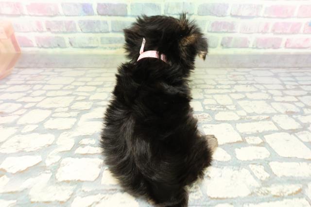 栃木県のマルキー/マルヨーキー(マルチーズ×ヨークシャーテリア) (Coo&RIKU小山店/2026年2月25日生まれ/女の子/ブラックタン)の子犬の4枚目の画像