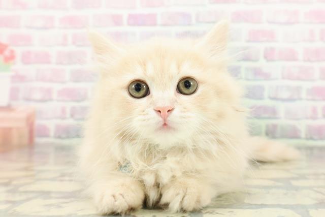 東京都のミヌエット (Coo&RIKU浅草店/2026年2月9日生まれ/男の子/クリームタビー)の子猫の1枚目の画像
