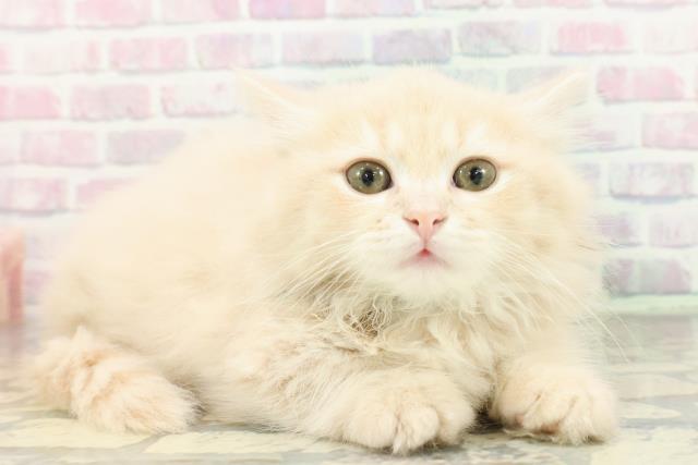 東京都のミヌエット (Coo&RIKU浅草店/2026年2月9日生まれ/男の子/クリームタビー)の子猫の3枚目の画像