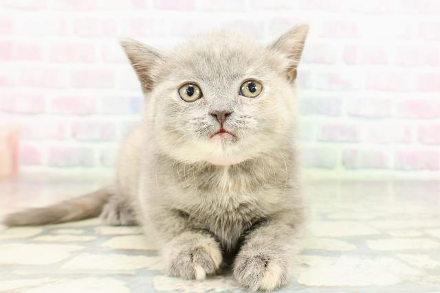 神奈川県のブリティッシュショートヘアー (Coo&RIKU平塚店/2026年2月26日生まれ/女の子/ブルークリーム)の子猫の1枚目の画像