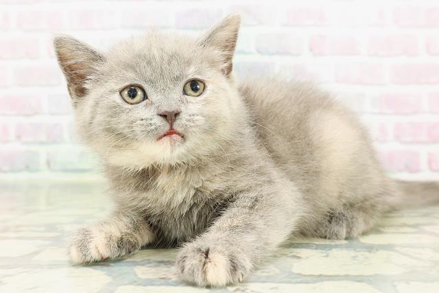 神奈川県のブリティッシュショートヘアー (Coo&RIKU平塚店/2026年2月26日生まれ/女の子/ブルークリーム)の子猫の2枚目の画像
