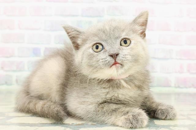 神奈川県のブリティッシュショートヘアー (Coo&RIKU平塚店/2026年2月26日生まれ/女の子/ブルークリーム)の子猫の3枚目の画像