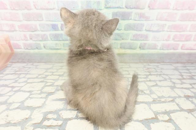 神奈川県のブリティッシュショートヘアー (Coo&RIKU平塚店/2026年2月26日生まれ/女の子/ブルークリーム)の子猫の4枚目の画像