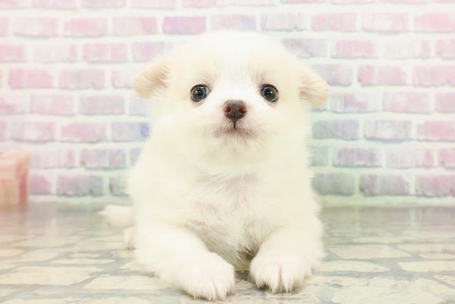 茨城県のポメチワ/チワポメ/ポメチー(ポメラニアン×チワワ) (Coo&RIKU牛久店/2026年2月24日生まれ/男の子/クリーム)の子犬