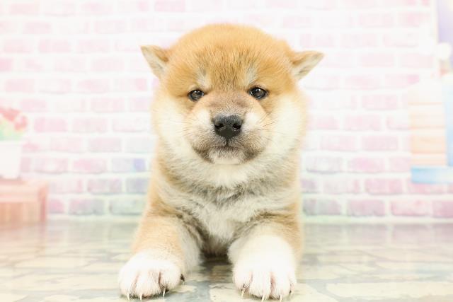 埼玉県の柴犬(標準サイズ) (Coo&RIKU所沢店/2026年2月26日生まれ/男の子/赤)の子犬の1枚目の画像