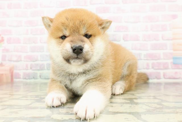 埼玉県の柴犬(標準サイズ) (Coo&RIKU所沢店/2026年2月26日生まれ/男の子/赤)の子犬の2枚目の画像