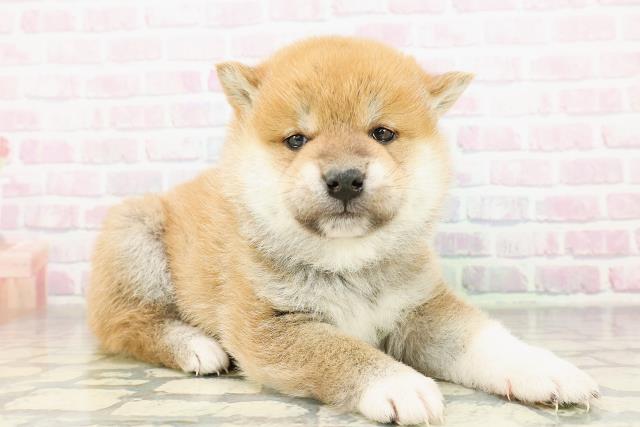 埼玉県の柴犬(標準サイズ) (Coo&RIKU所沢店/2026年2月26日生まれ/男の子/赤)の子犬の3枚目の画像