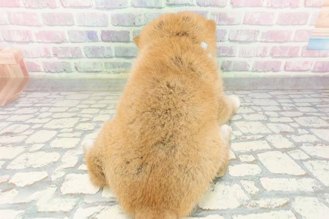 埼玉県の柴犬(標準サイズ) (Coo&RIKU所沢店/2026年2月26日生まれ/男の子/赤)の子犬の4枚目の画像