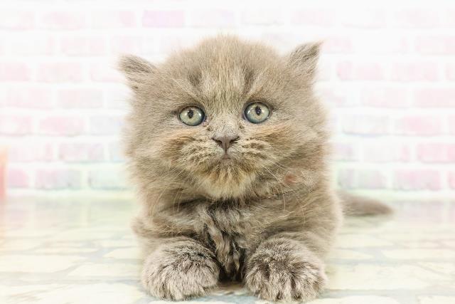 東京都のミヌエット (Coo&RIKU武蔵小山店/2026年2月25日生まれ/女の子/ブルー)の子猫の1枚目の画像