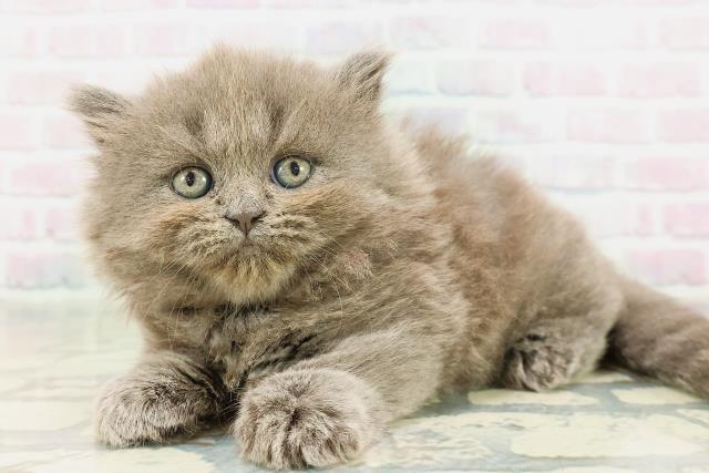 東京都のミヌエット (Coo&RIKU武蔵小山店/2026年2月25日生まれ/女の子/ブルー)の子猫の2枚目の画像