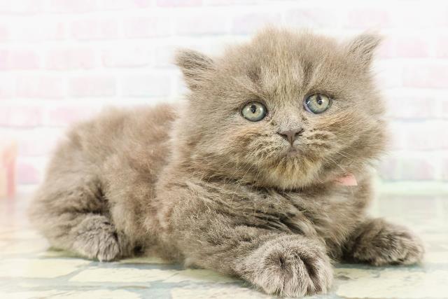 東京都のミヌエット (Coo&RIKU武蔵小山店/2026年2月25日生まれ/女の子/ブルー)の子猫の3枚目の画像