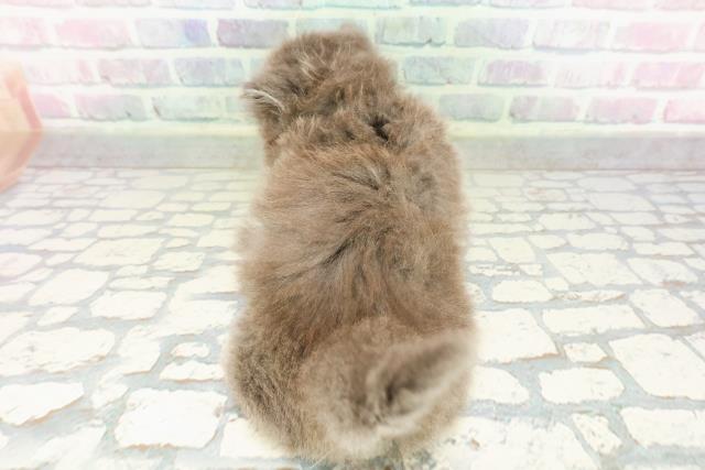 東京都のミヌエット (Coo&RIKU武蔵小山店/2026年2月25日生まれ/女の子/ブルー)の子猫の4枚目の画像