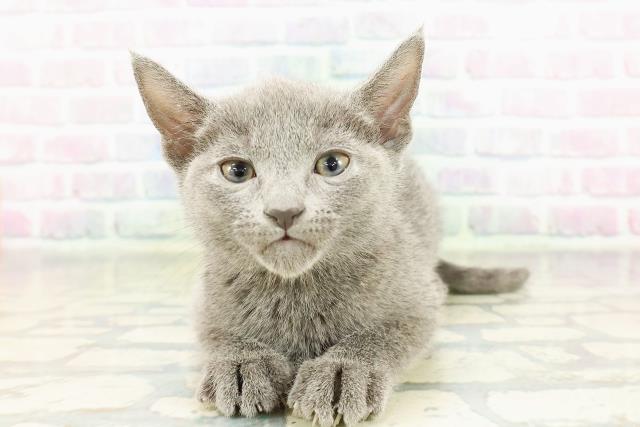 東京都のロシアンブルー (Coo&RIKU武蔵小山店/2026年2月23日生まれ/男の子/ブルー)の子猫の1枚目の画像