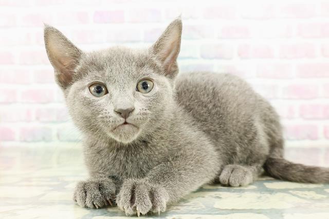 東京都のロシアンブルー (Coo&RIKU武蔵小山店/2026年2月23日生まれ/男の子/ブルー)の子猫の2枚目の画像