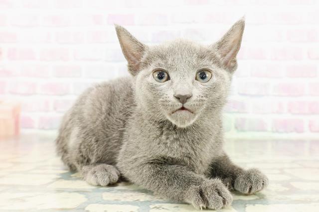 東京都のロシアンブルー (Coo&RIKU武蔵小山店/2026年2月23日生まれ/男の子/ブルー)の子猫の3枚目の画像