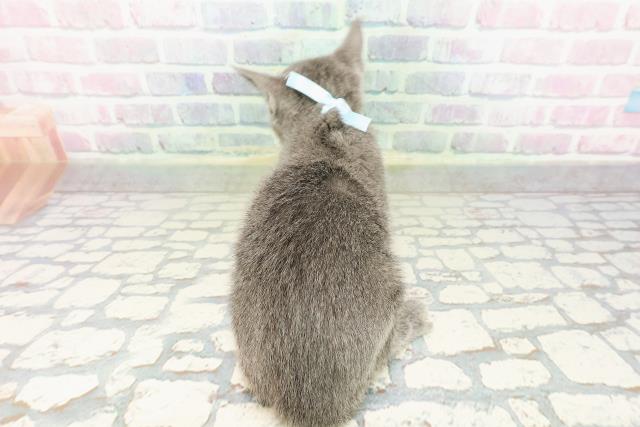 東京都のロシアンブルー (Coo&RIKU武蔵小山店/2026年2月23日生まれ/男の子/ブルー)の子猫の4枚目の画像