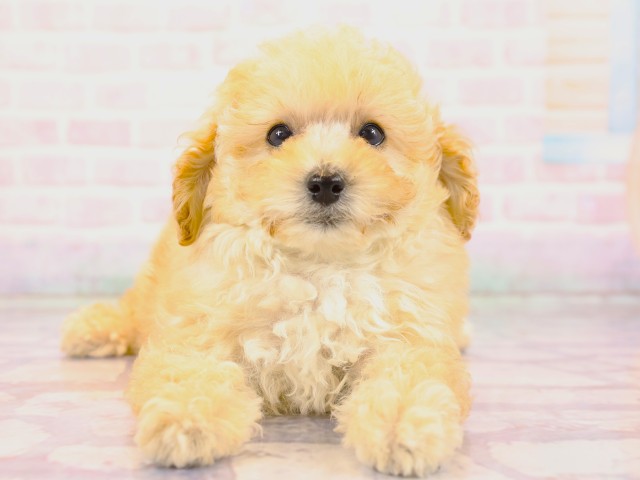 兵庫県のトイプードル(トイ) (Coo&RIKU明石店/2026年2月22日生まれ/女の子/ペールフォーン)の子犬