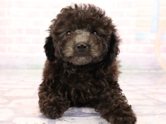 兵庫県のトイプードル(トイ) (Coo&RIKU神戸垂水店/2026年2月22日生まれ/男の子/グレー)の子犬