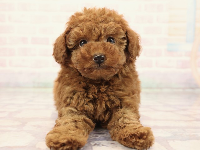 兵庫県のトイプードル(トイ) (Coo&RIKU三木店/2026年2月24日生まれ/男の子/レッドフォーン)の子犬