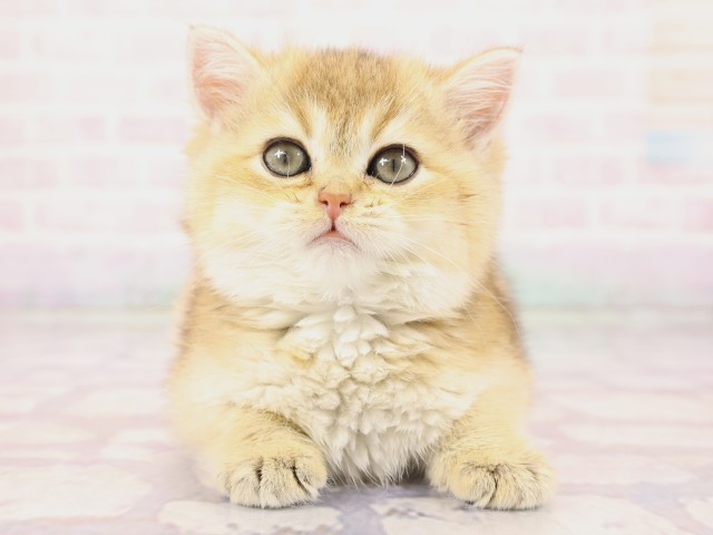 広島県のブリティッシュショートヘアー (Coo&RIKU広島中央店/2026年2月19日生まれ/女の子/ブラックゴールデンシェーデット)の子猫の1枚目の画像