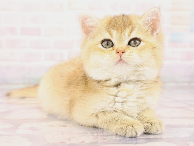 広島県のブリティッシュショートヘアー (Coo&RIKU広島中央店/2026年2月19日生まれ/女の子/ブラックゴールデンシェーデット)の子猫の2枚目の画像