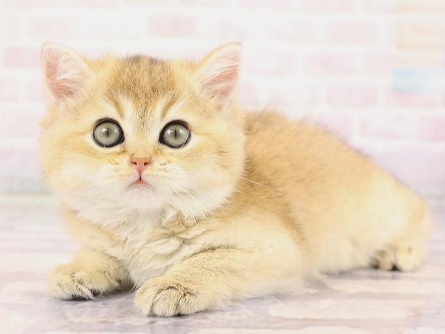 広島県のブリティッシュショートヘアー (Coo&RIKU広島中央店/2026年2月19日生まれ/女の子/ブラックゴールデンシェーデット)の子猫の3枚目の画像