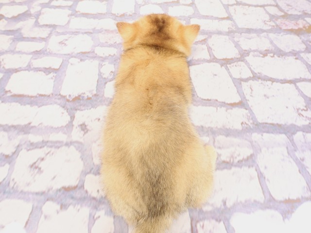 広島県のブリティッシュショートヘアー (Coo&RIKU広島中央店/2026年2月19日生まれ/女の子/ブラックゴールデンシェーデット)の子猫の4枚目の画像