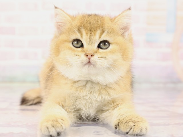 広島県のブリティッシュショートヘアー (Coo&RIKU広島中央店/2026年2月19日生まれ/女の子/ブラックゴールデンシェーデット)の子猫の1枚目の画像