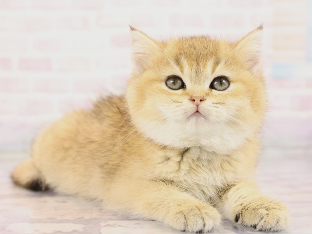 広島県のブリティッシュショートヘアー (Coo&RIKU広島中央店/2026年2月19日生まれ/女の子/ブラックゴールデンシェーデット)の子猫の2枚目の画像