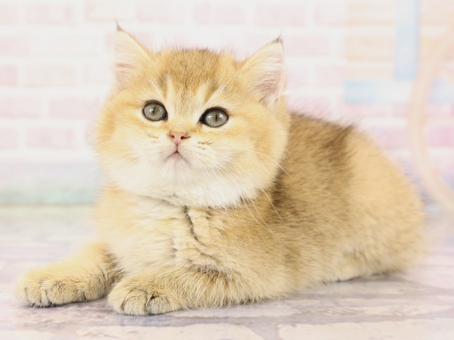 広島県のブリティッシュショートヘアー (Coo&RIKU広島中央店/2026年2月19日生まれ/女の子/ブラックゴールデンシェーデット)の子猫の3枚目の画像