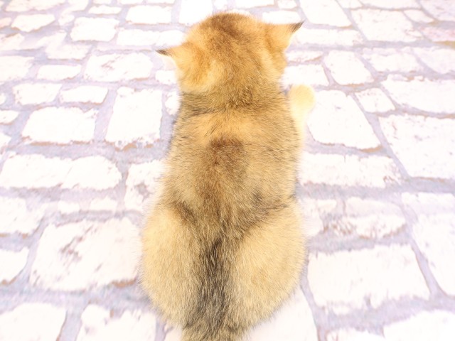 広島県のブリティッシュショートヘアー (Coo&RIKU広島中央店/2026年2月19日生まれ/女の子/ブラックゴールデンシェーデット)の子猫の4枚目の画像