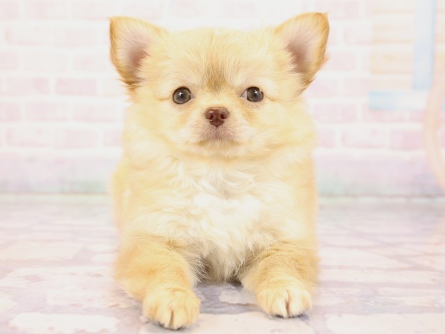 兵庫県のチワワ(ロング) (Coo&RIKU姫路店/2026年2月23日生まれ/女の子/クリーム)の子犬