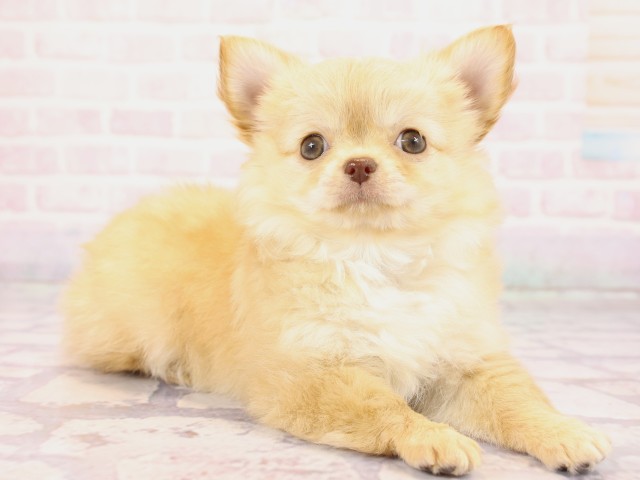 兵庫県のチワワ(ロング) (Coo&RIKU姫路店/2026年2月23日生まれ/女の子/クリーム)の子犬の2枚目の画像