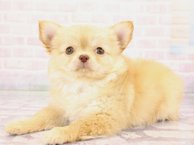 兵庫県のチワワ(ロング) (Coo&RIKU姫路店/2026年2月23日生まれ/女の子/クリーム)の子犬の3枚目の画像