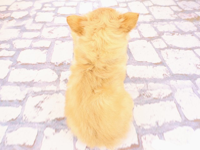 兵庫県のチワワ(ロング) (Coo&RIKU姫路店/2026年2月23日生まれ/女の子/クリーム)の子犬の4枚目の画像