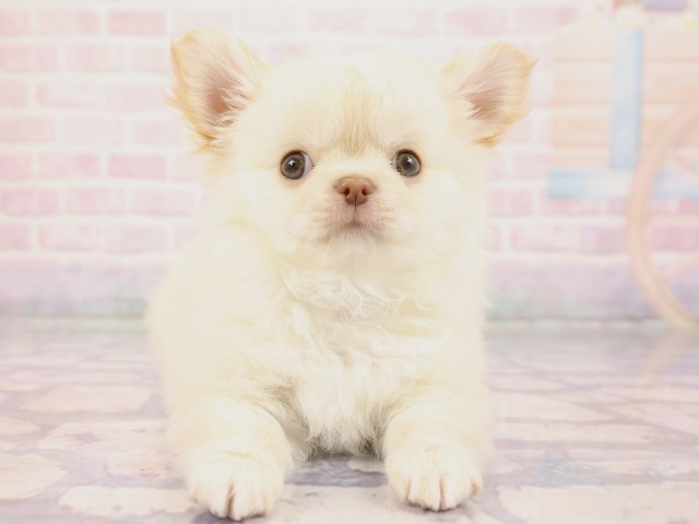 岡山県のチワワ(ロング) (Coo&RIKU岡山店/2026年2月23日生まれ/男の子/クリーム)の子犬の1枚目の画像