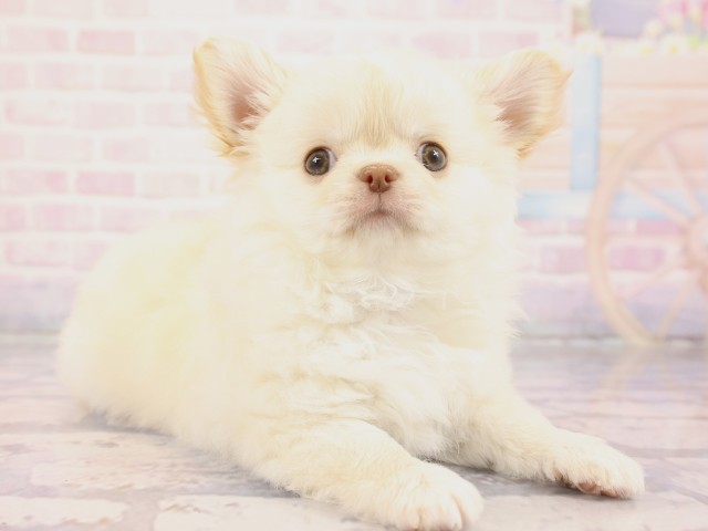 岡山県のチワワ(ロング) (Coo&RIKU岡山店/2026年2月23日生まれ/男の子/クリーム)の子犬の2枚目の画像