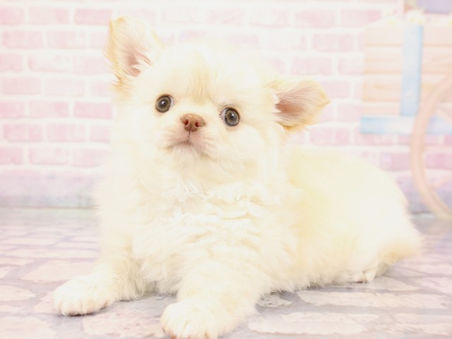 岡山県のチワワ(ロング) (Coo&RIKU岡山店/2026年2月23日生まれ/男の子/クリーム)の子犬の3枚目の画像