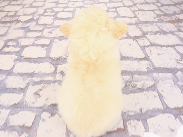 岡山県のチワワ(ロング) (Coo&RIKU岡山店/2026年2月23日生まれ/男の子/クリーム)の子犬の4枚目の画像